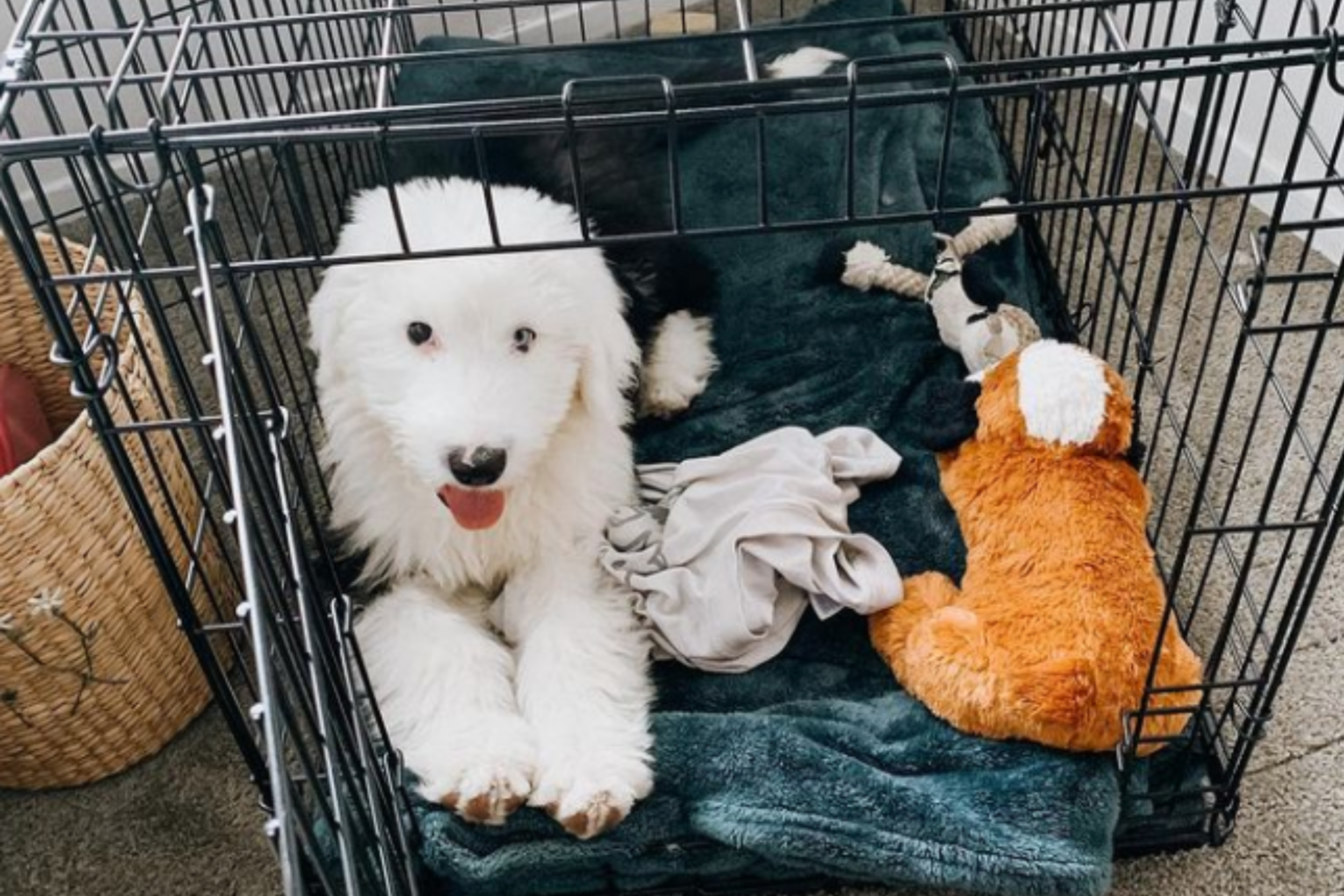 How to crate train a puppy with separation anxiety hotsell
